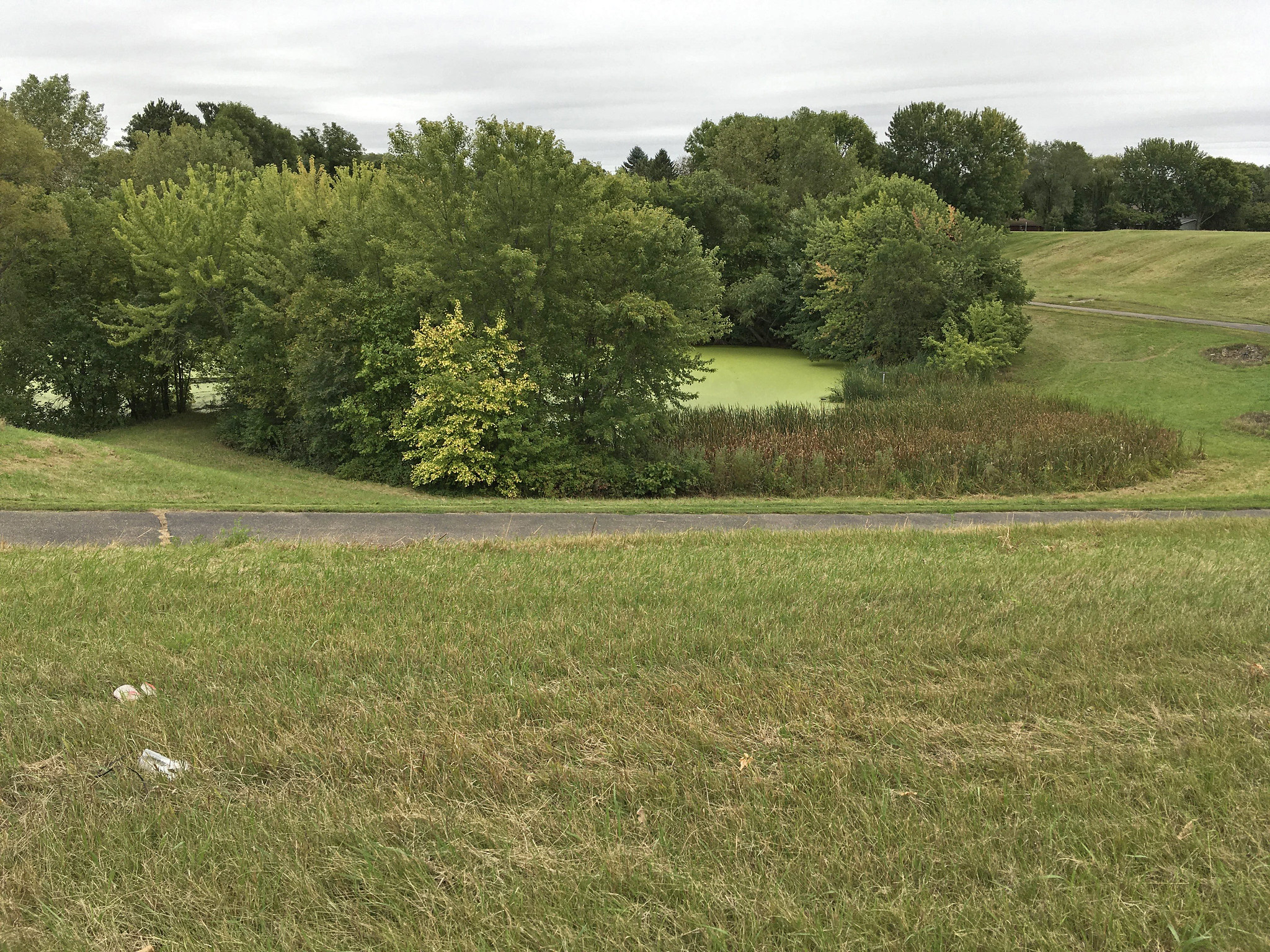 Grass surrounds green pond
