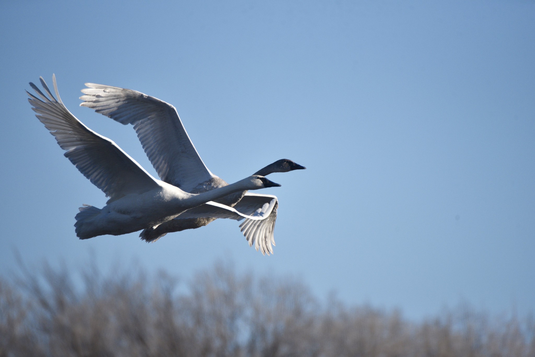 Two trumpeter swans fly over bare trees