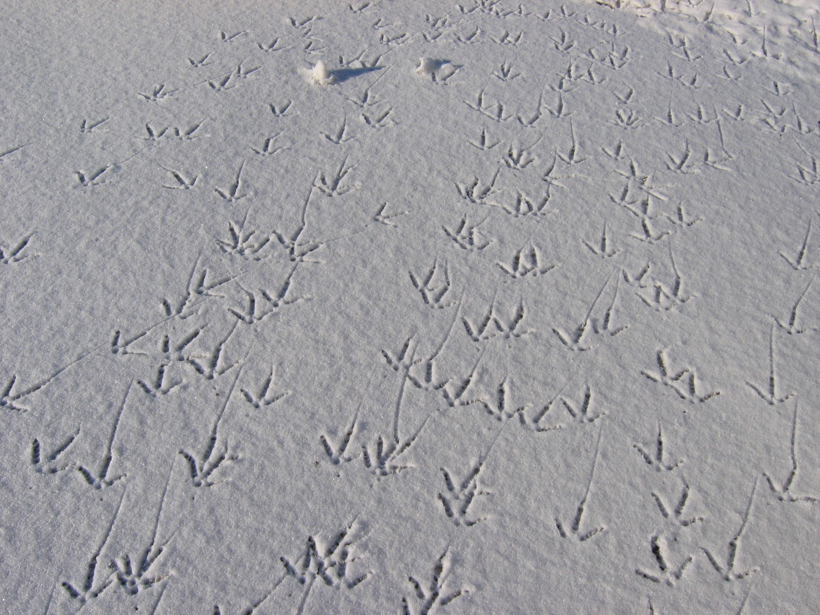 Turkey tracks in the snow