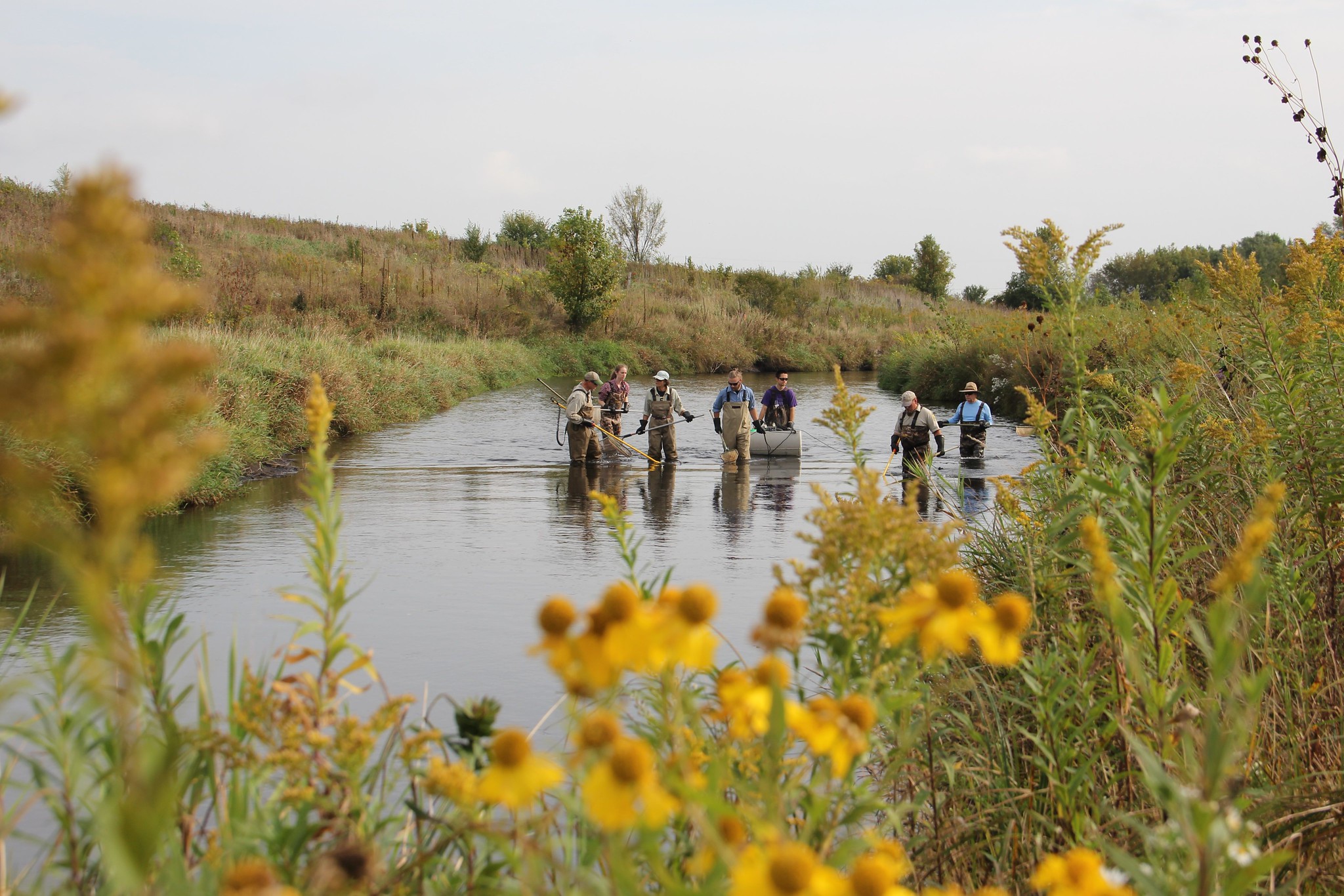 People conduct trout survey in water surrounded by wildflowers