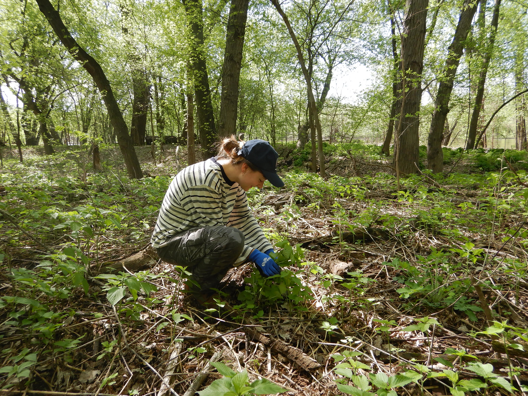 Volunteer pulls garlic mustard at Crosby Farm Park