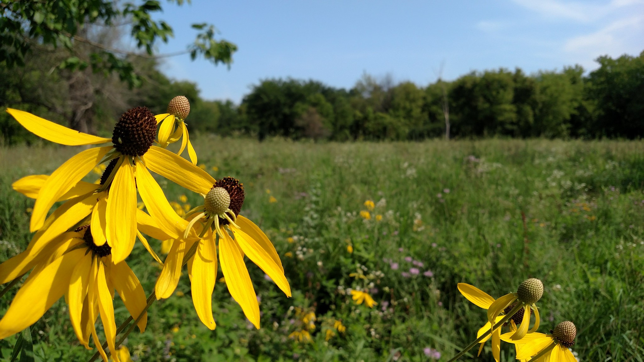 Gray-headed coneflowers in a prairie at Vermillion River Linear Park