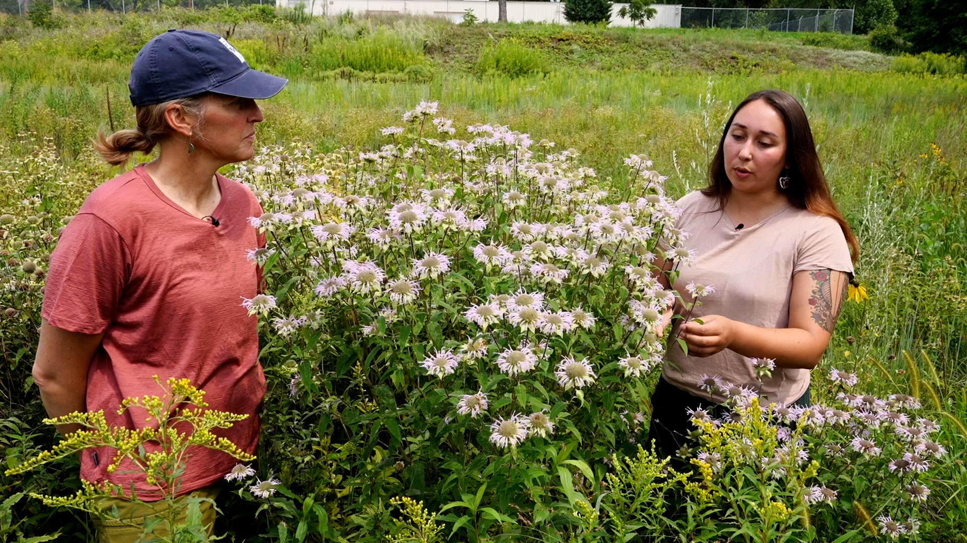 Two people talking near bee balm