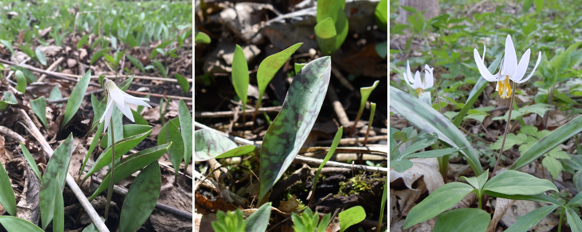 Photos of white trout lily
