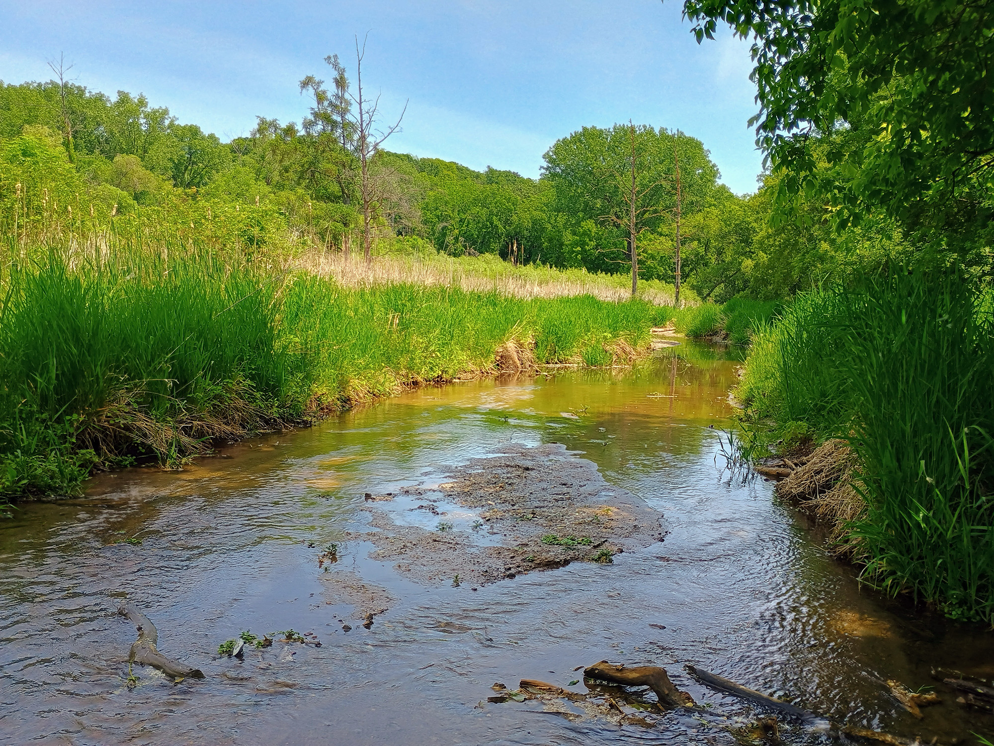Shallow brook runs through grassy area and forest