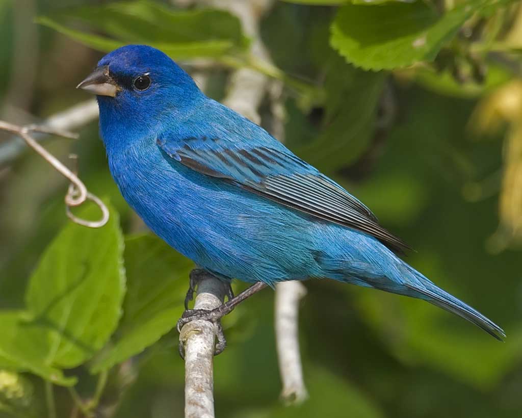 Birds of the Minneapolis River Gorge | Friends of the Mississippi River