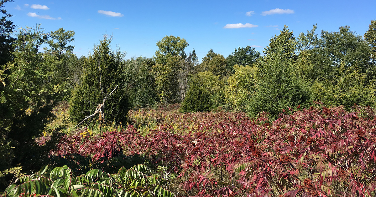 Bluffland overtaken by sumac