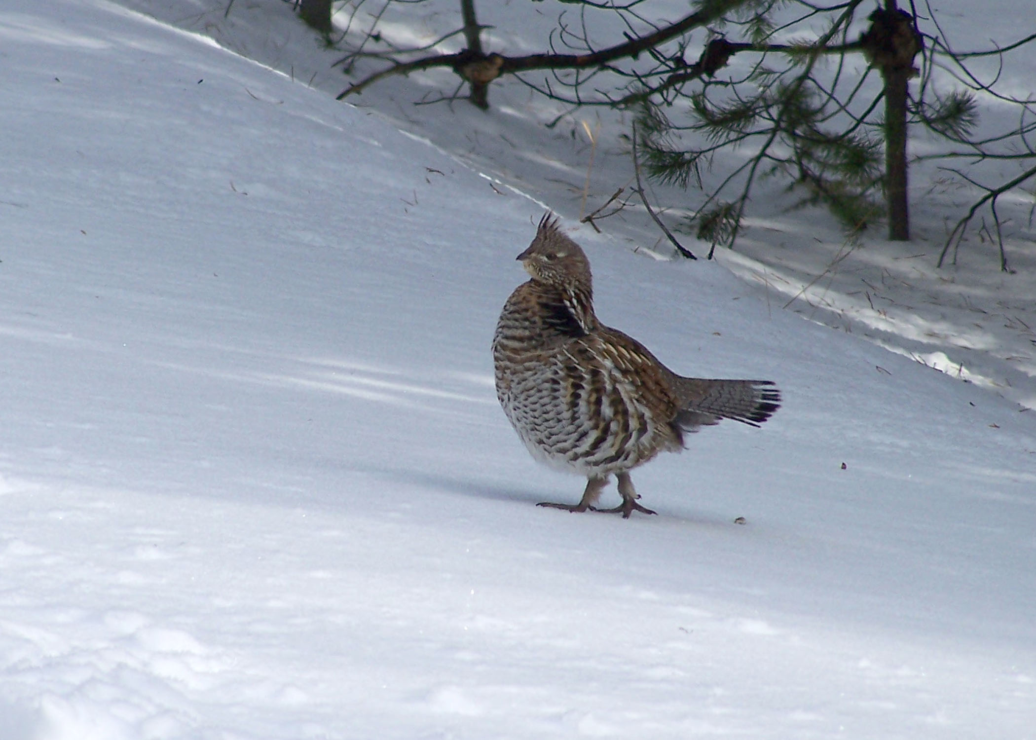 Ruffed grouse in winter