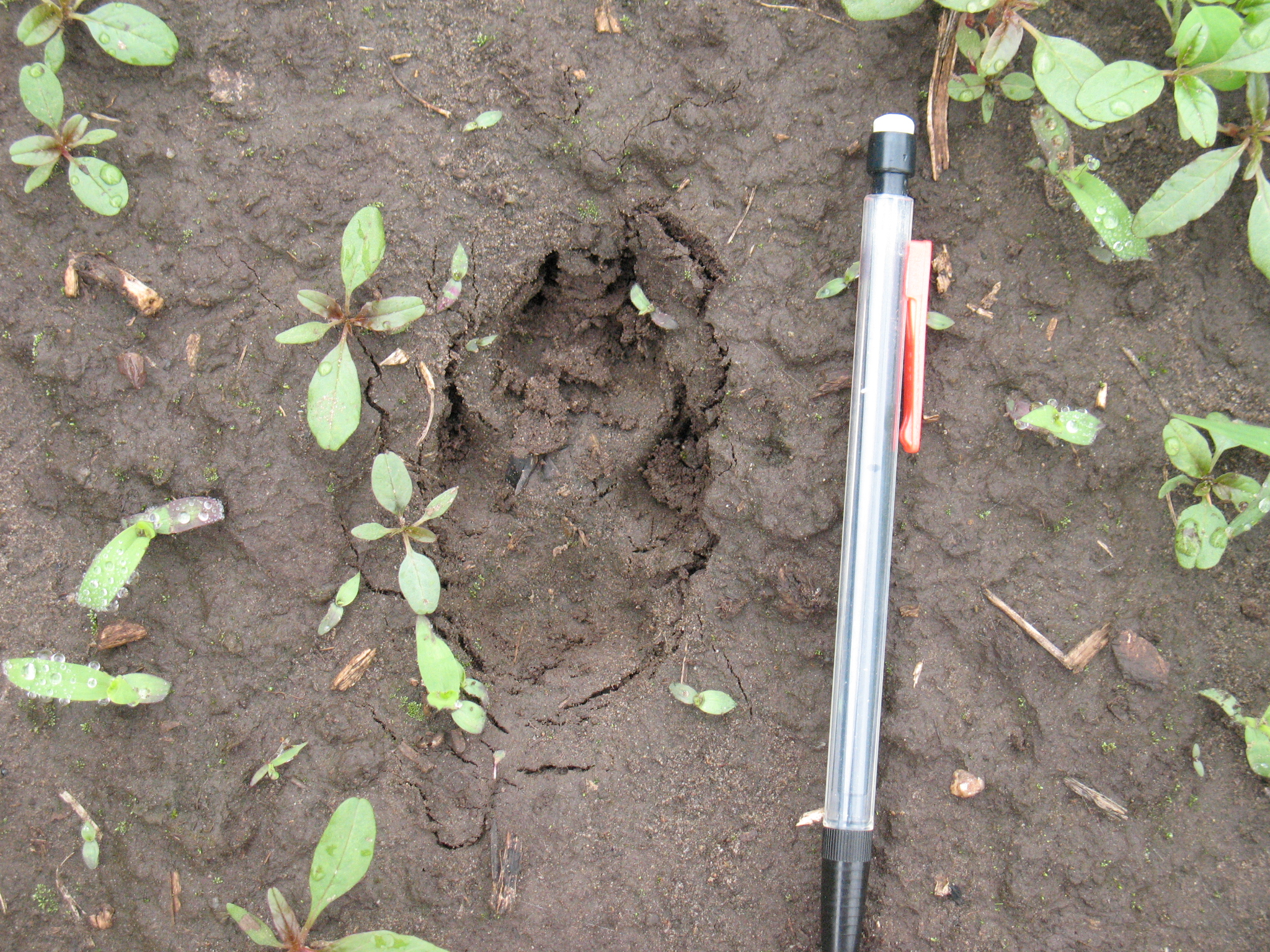 This coyote track is one of the many examples of the clues used to the identity the wildlife that frequent Houlton Farm.