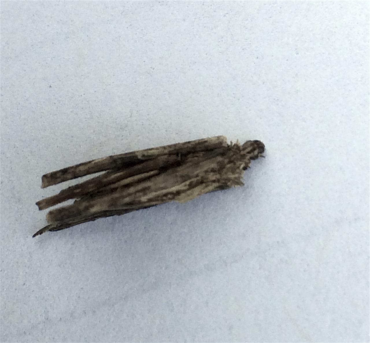Bagworm larva on side of house