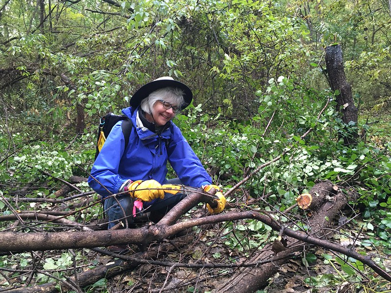 Volunteer Barb Thoman saws a felled buckthorn tree into smaller pieces.