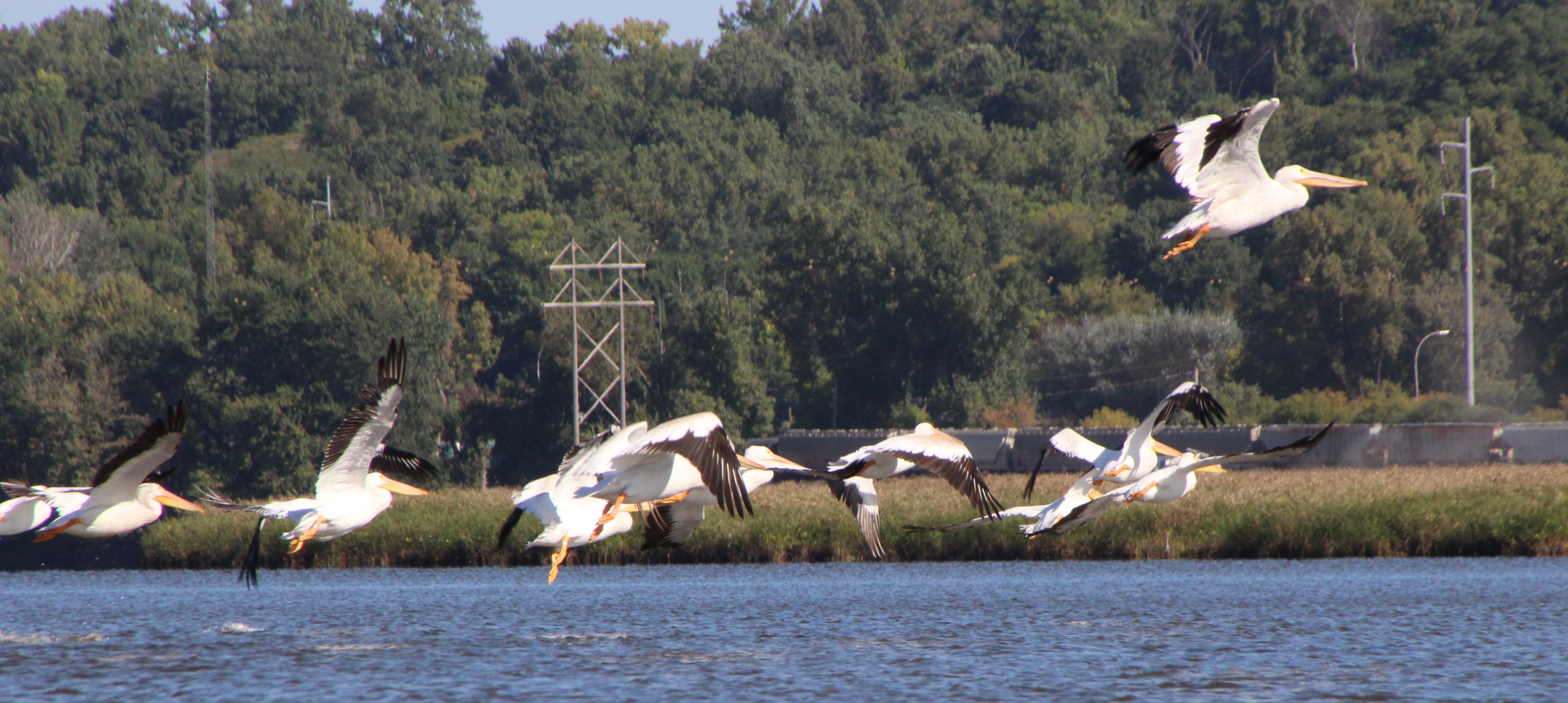 Pelicans take flight from Pig's Eye Lake.