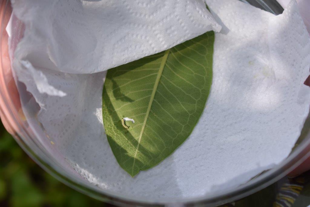 Teeny tiny monarch lava on a milkweed leaf