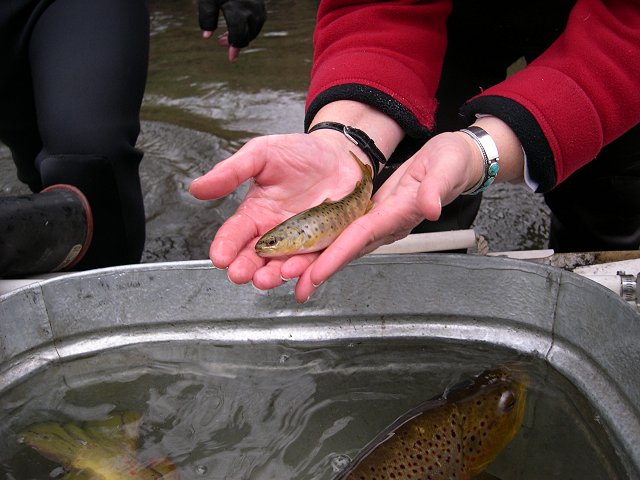 Baby brown trout