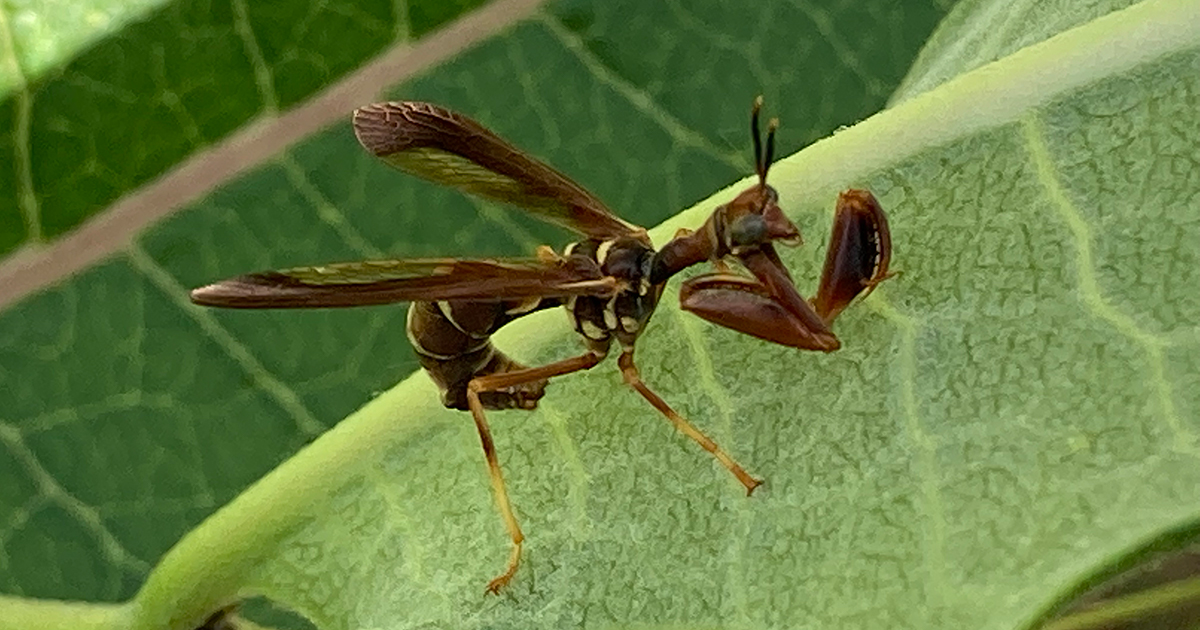 Brown mantidfly