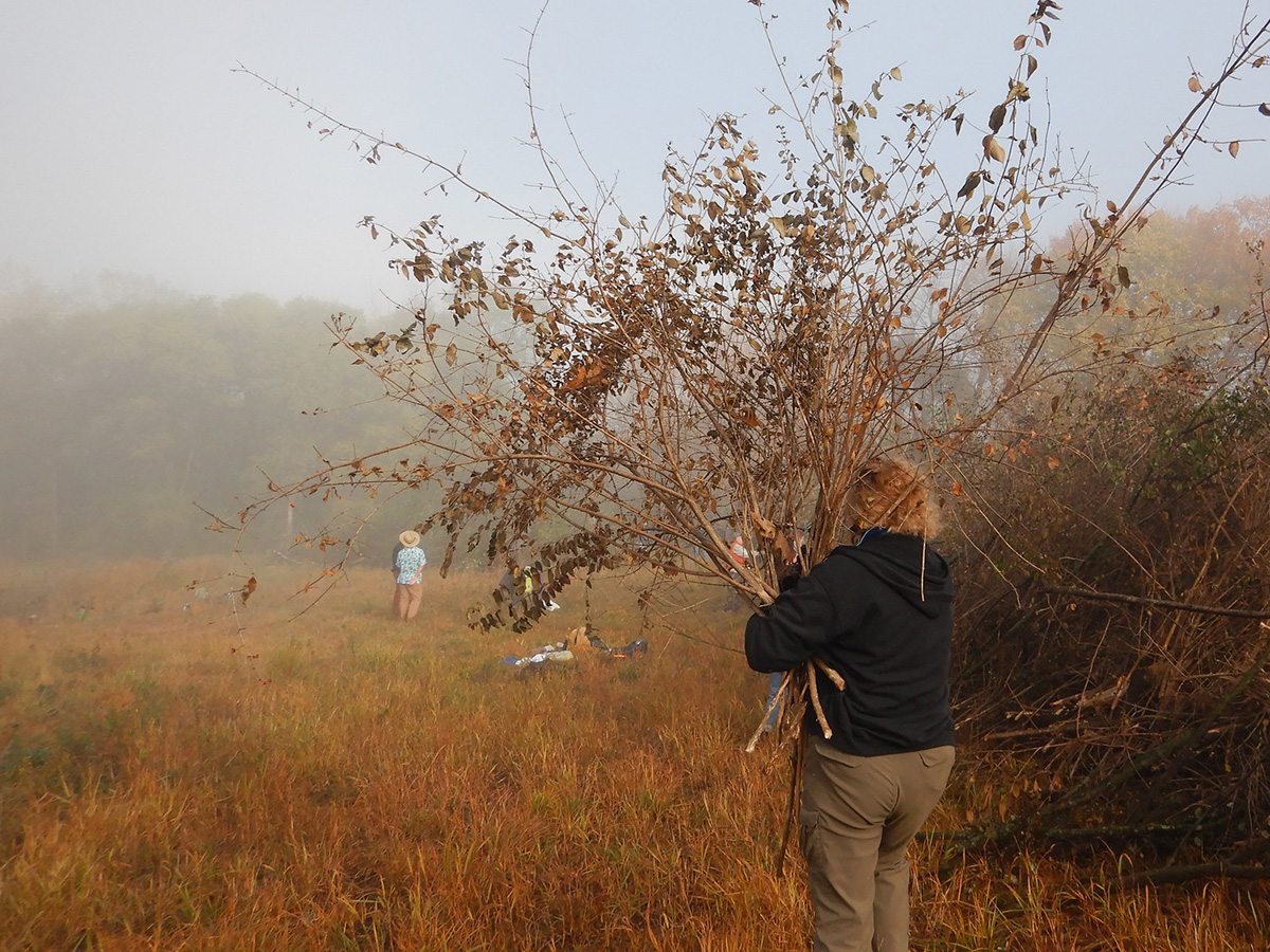 Buckthorn removal