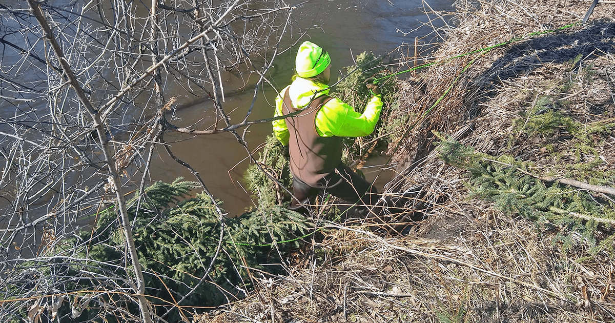 Person installs cedar at riverbank