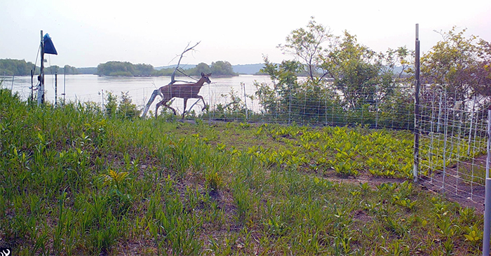 Deer outside of turtle enclosure