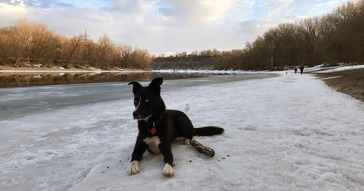 Mississippi River dog destinations Our favorite spots and tips