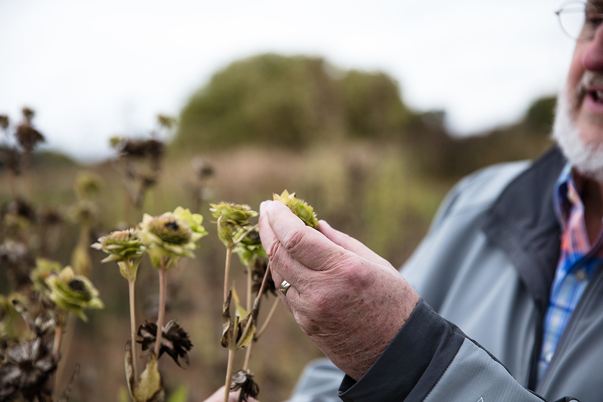 Don Wyse shows silphium plant
