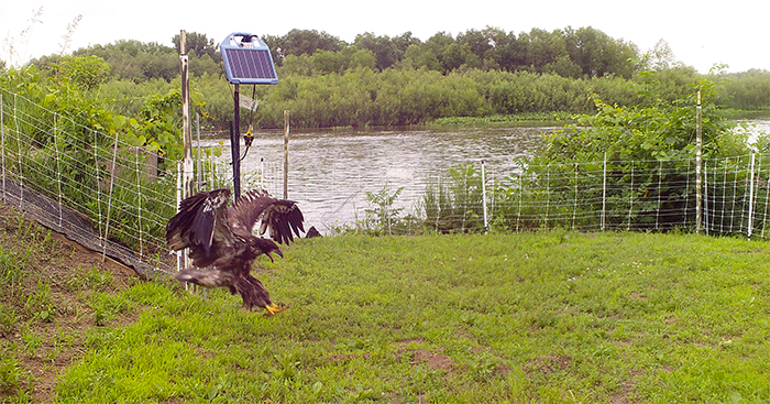 Eagle landing in turtle enclosure