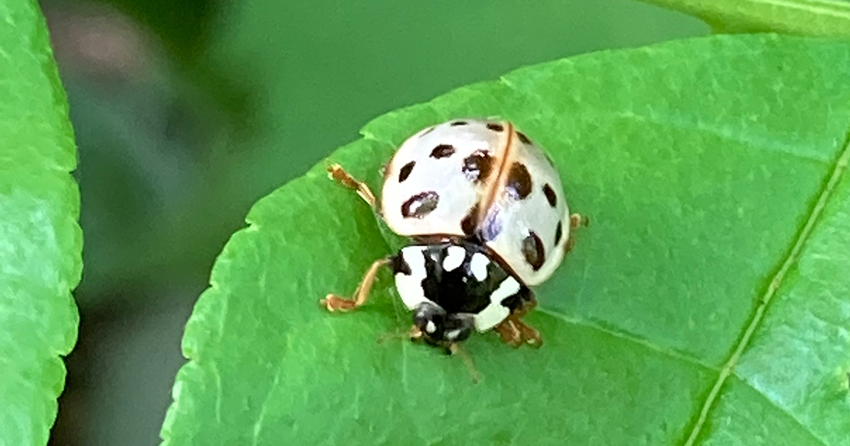 fifteen-spotted lady beetle