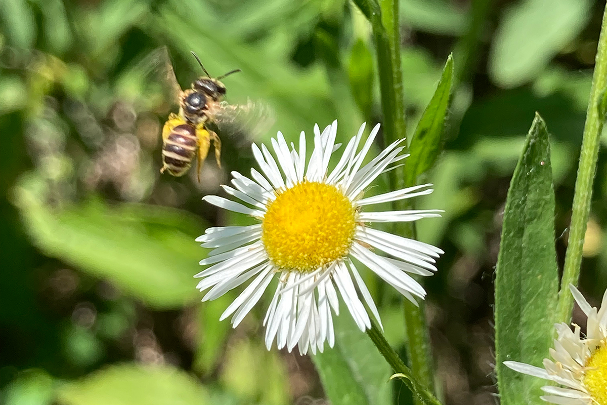 Furrow bee