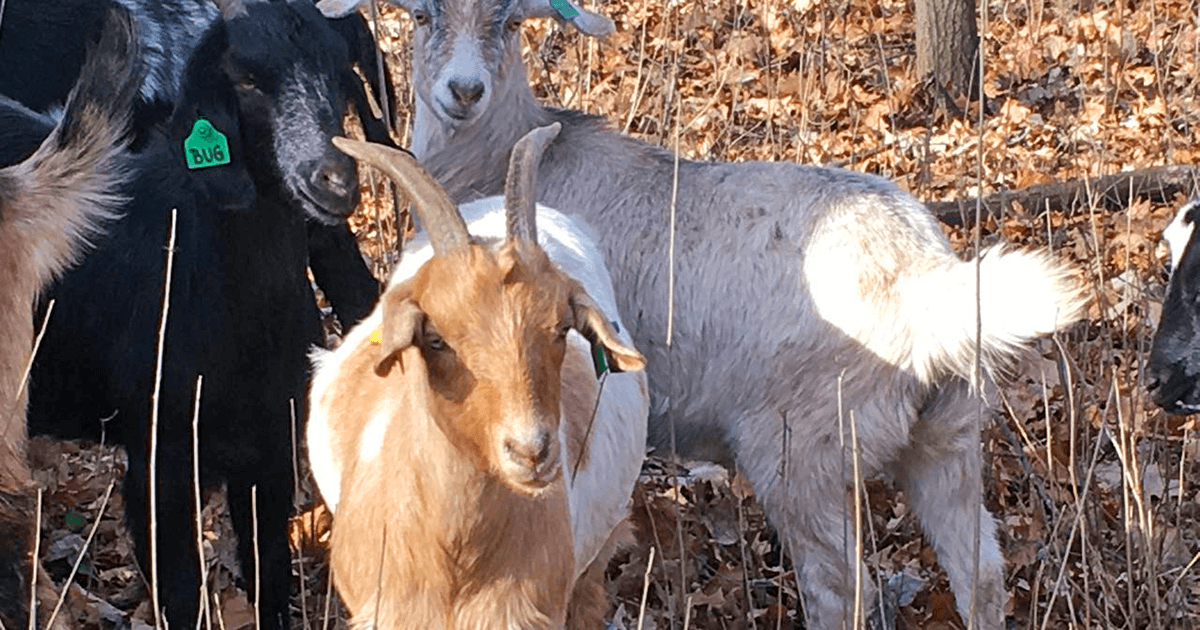 Invasives got your goat? Here's one way we're bucking buckthorn at