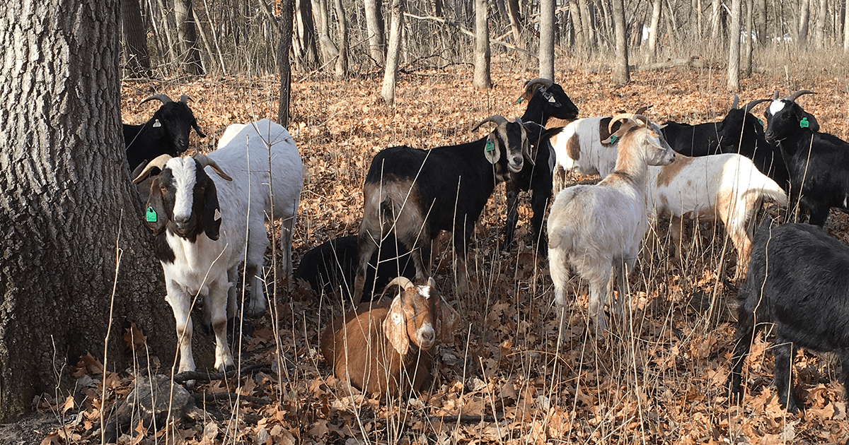 Goats gathered at Hampton Woods