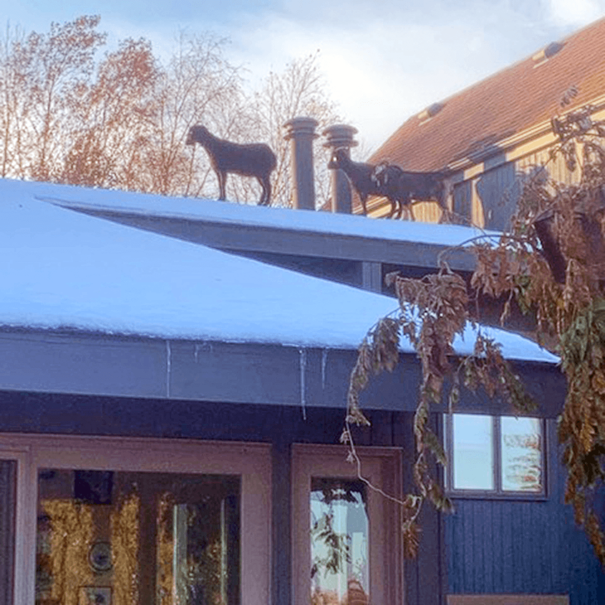 Goats on a roof