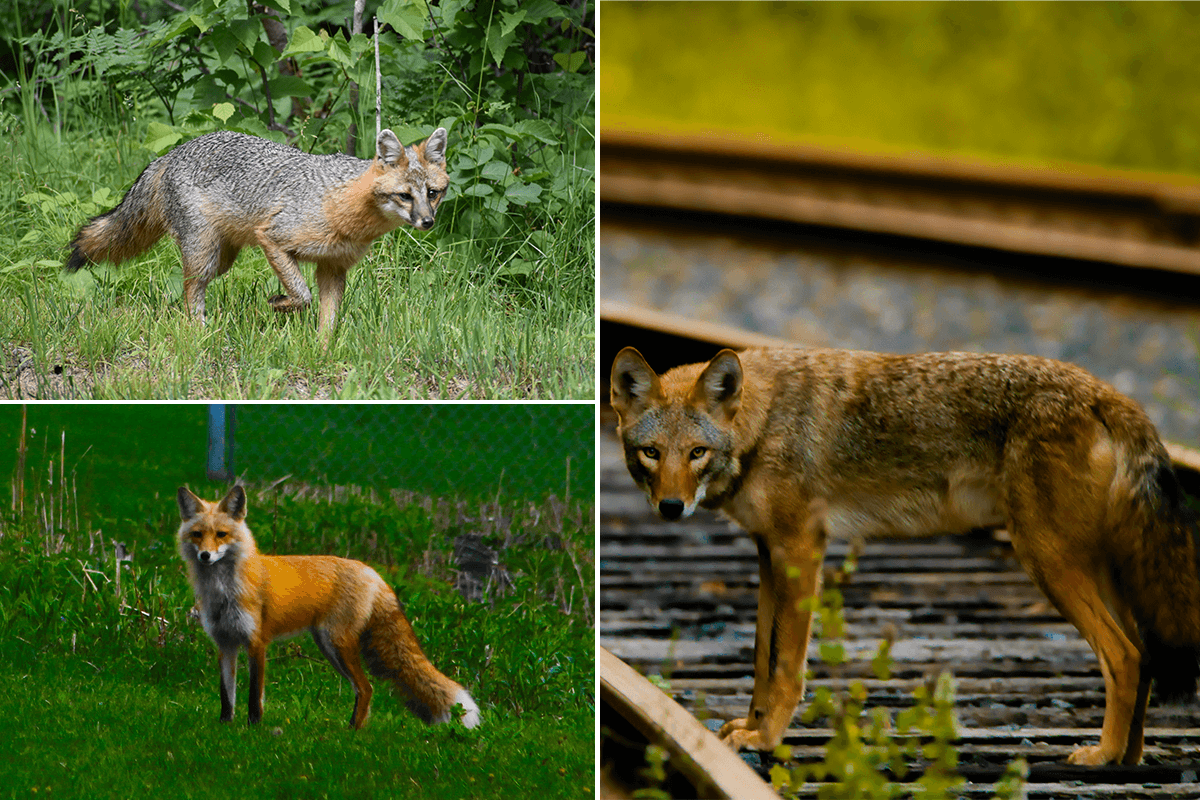 fox mixed with coyote