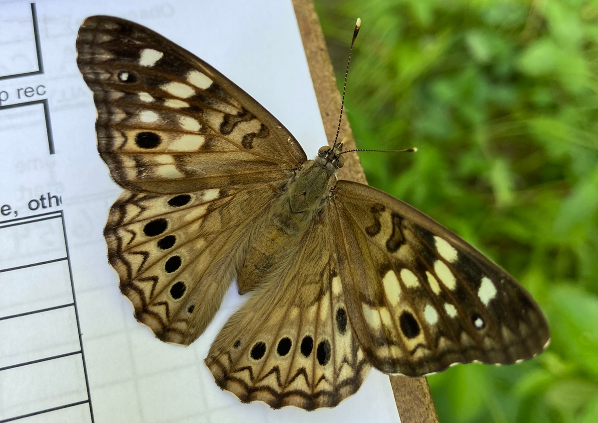 Hackberry emperor