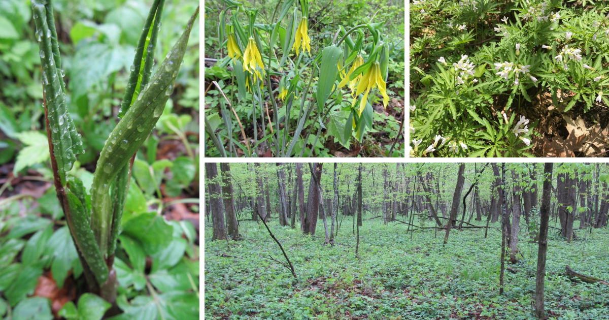 Native plants