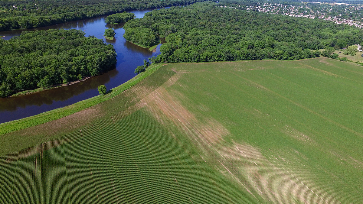 Soybean field