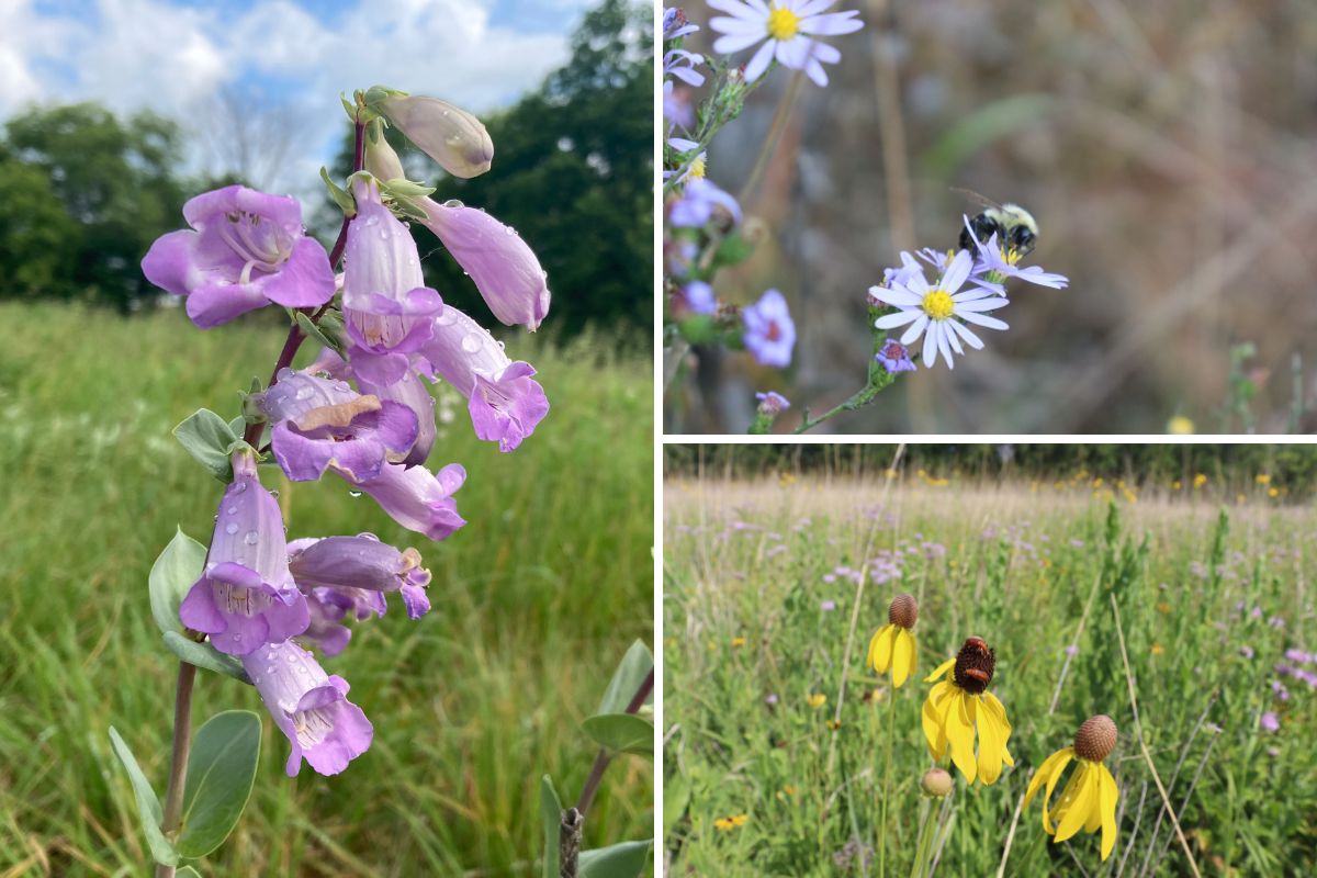 Houlton wildflowers