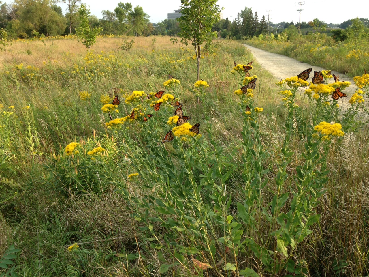 Goldenrod Vs Ragweed Which Causes Allergies And Which Benefits Pollinators Friends Of The Mississippi River