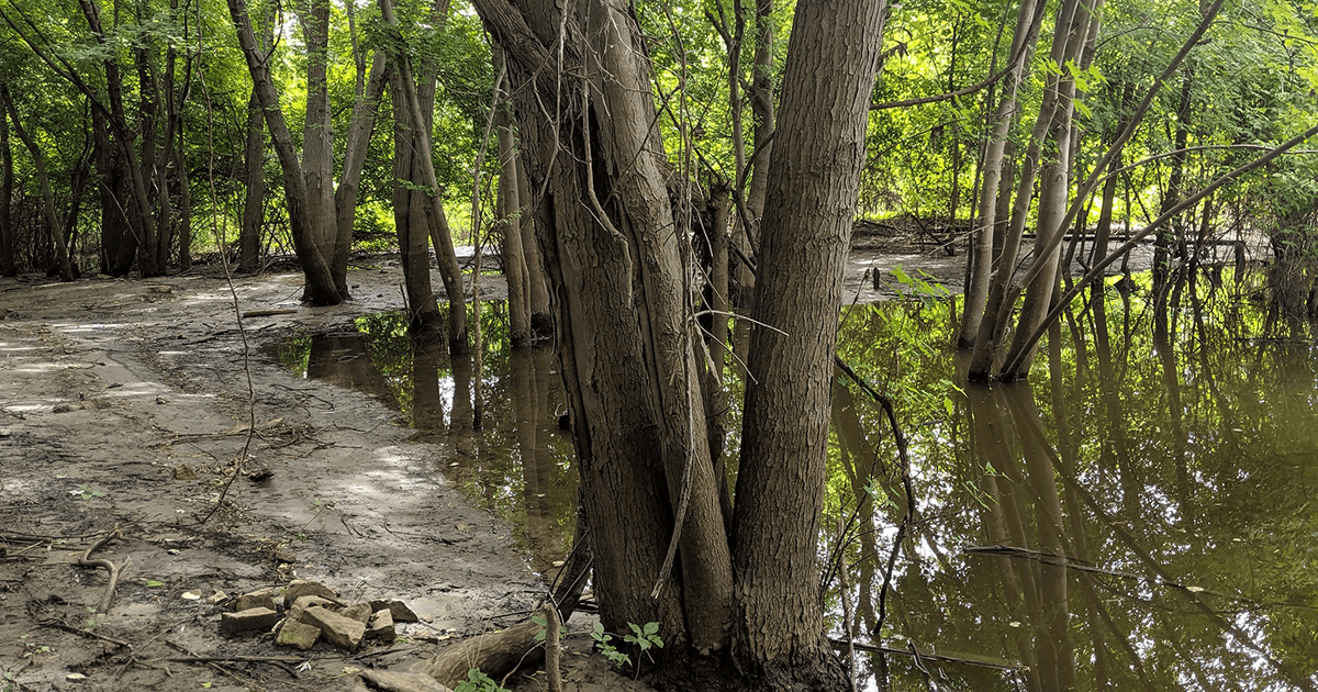 Floodplain forest