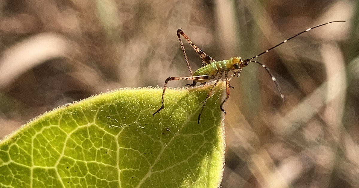 Katydid