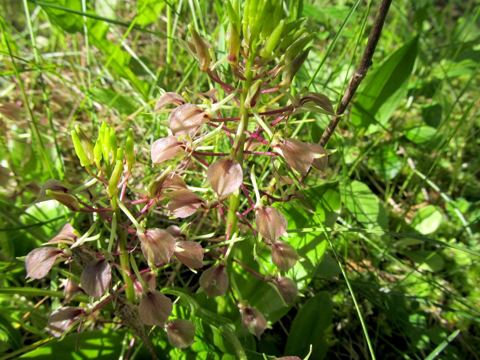 Minnesota’s coveted native orchids | Friends of the Mississippi River