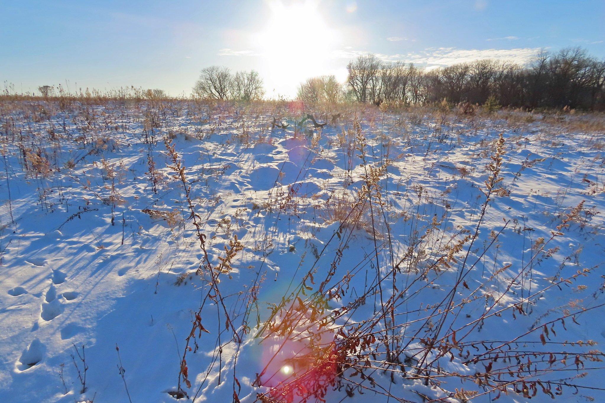 Grasslands in the snow