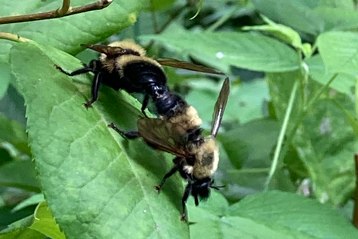 Mating robber flies