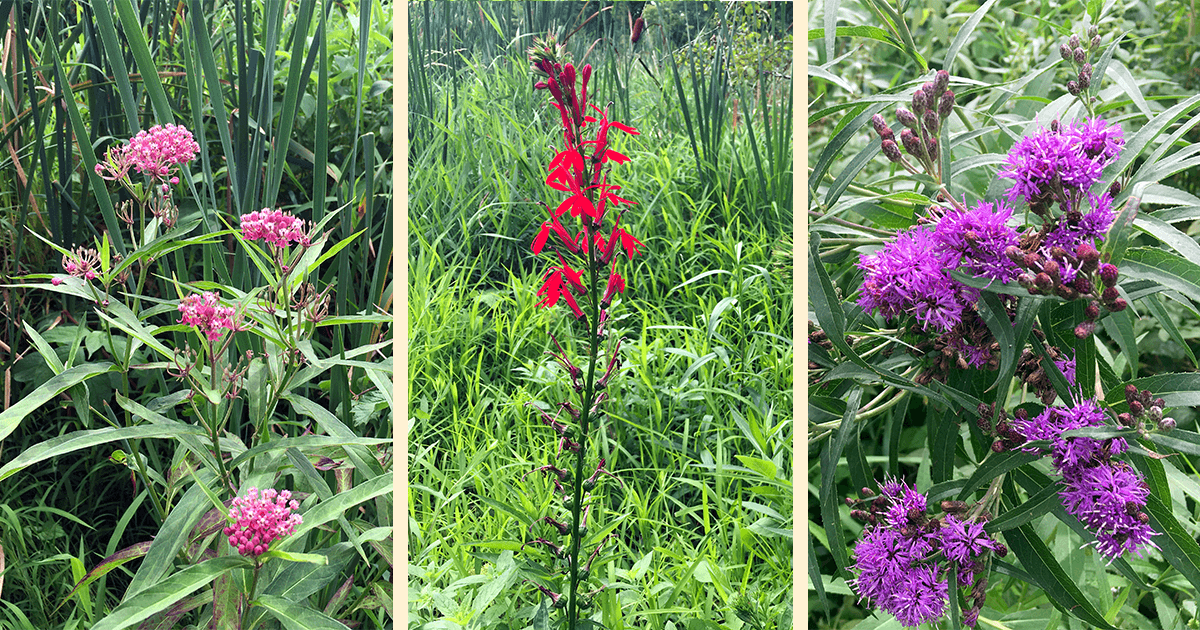 Native Plants at Settler's Island