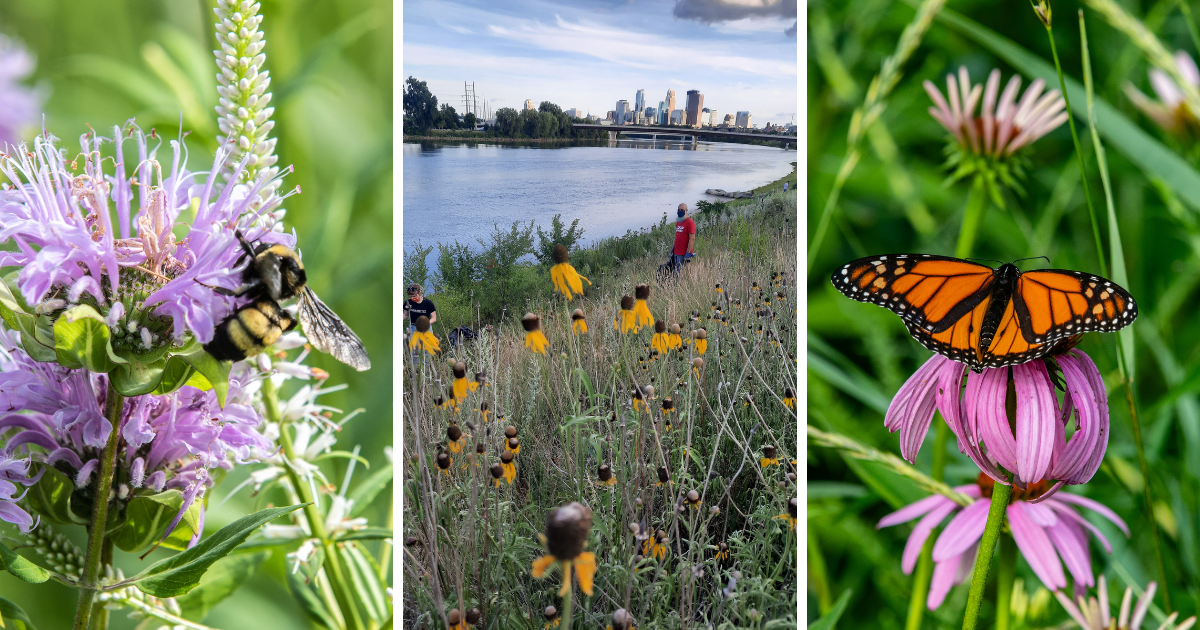 Native plants