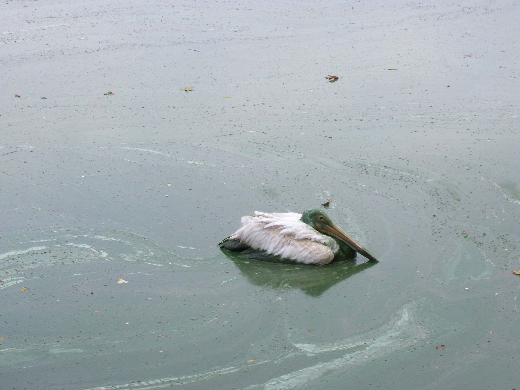 A pelican covered in green muck while in the water.