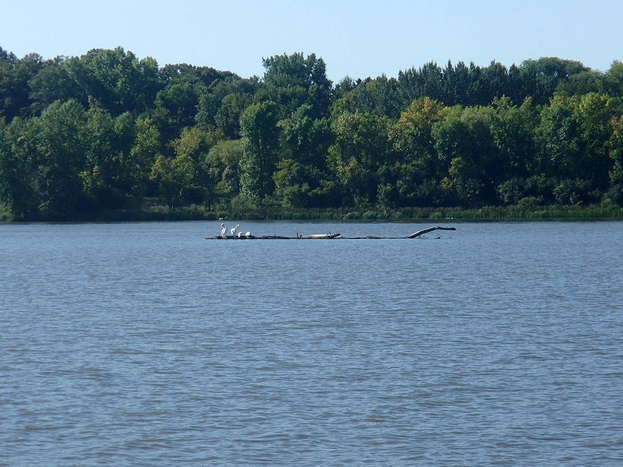 River Access Wildlife Habitat Year Round Recreation Cottage