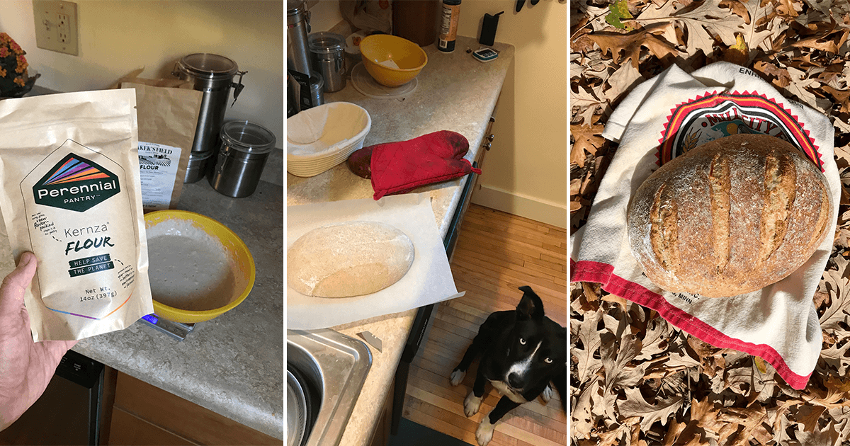 Peter's flour, rising dough and dog, and final loaf