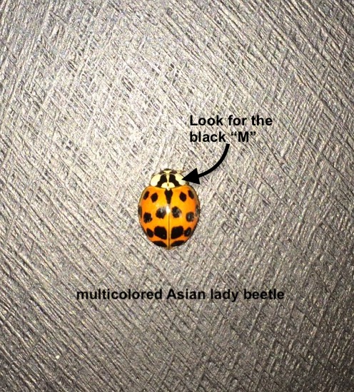 real colorful ladybugs