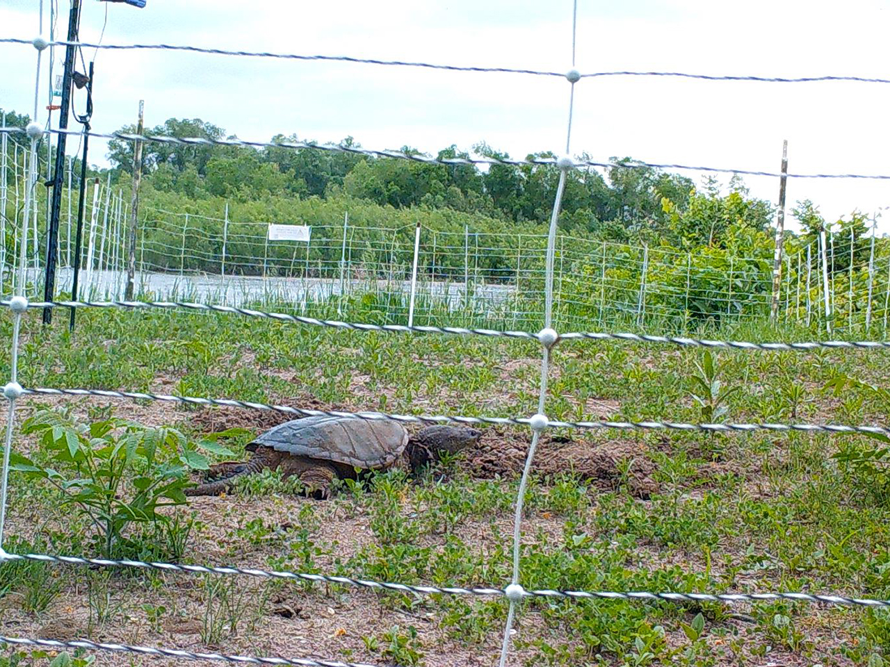 Nesting snapping turtle at Spring Lake Islands WMA