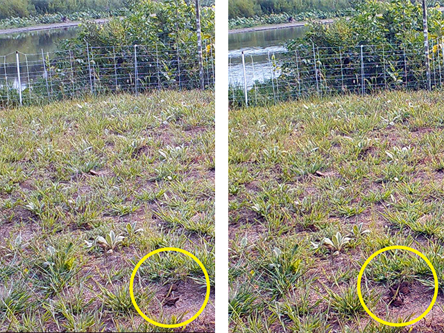 Snapping turtle hatchlings at Spring Lake Islands WMA