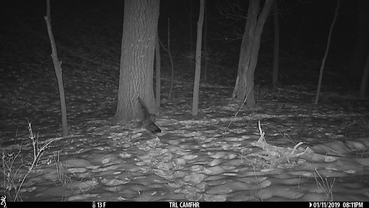 Owl wings at night